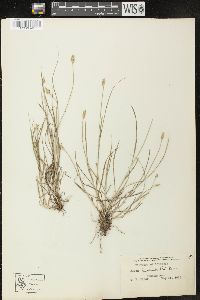 Carex leavenworthii image