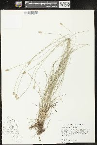 Carex leavenworthii image