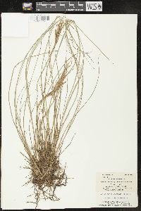 Carex lenticularis image