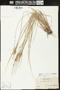 Carex lenticularis image