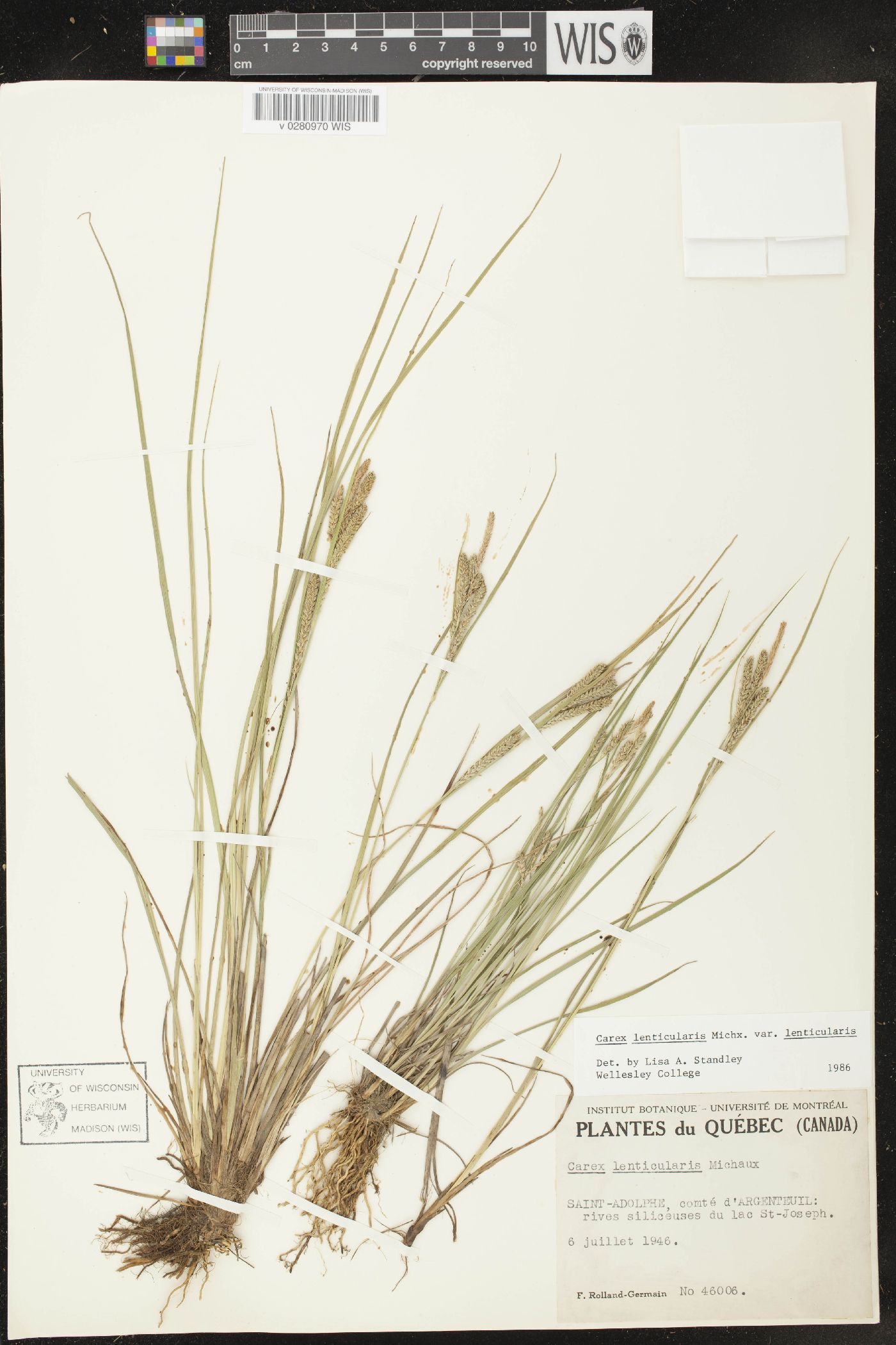 Carex lenticularis var. lenticularis image