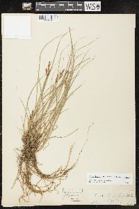 Carex lenticularis image