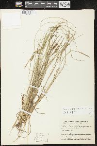 Carex lenticularis image