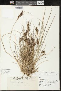 Carex lenticularis image