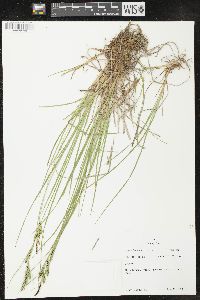 Carex lenticularis image