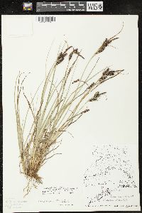 Carex lenticularis image