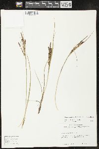 Carex lenticularis var. lenticularis image