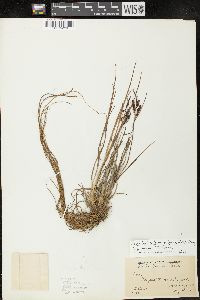 Carex lenticularis image