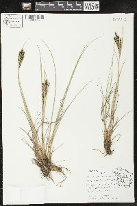 Carex lenticularis image