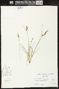 Carex lepidocarpa image