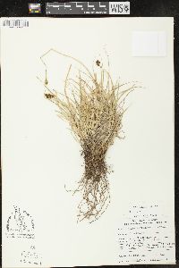 Carex leporinella image