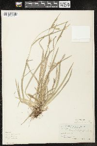 Carex leptonervia image