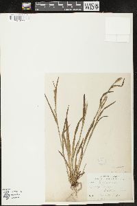 Carex leptonervia image