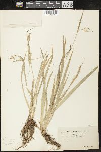 Carex leptonervia image