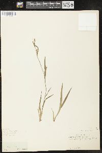 Carex leptonervia image