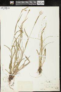 Carex leptonervia image