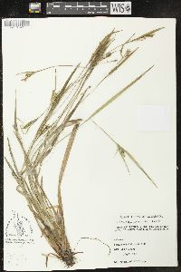 Carex leptonervia image