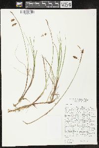 Carex limosa image