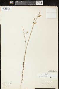 Carex limosa image