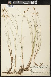 Carex limosa image