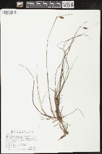 Carex limosa image