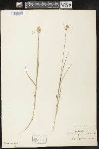 Carex longii image