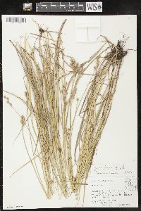 Carex longii image