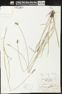 Carex longii image