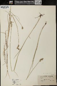 Carex longii image