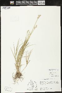 Carex longii image