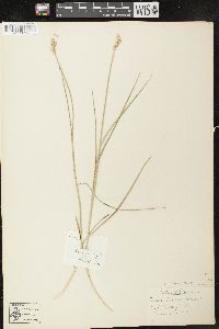 Carex longii image