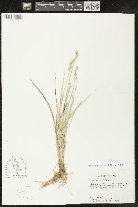 Carex longii image