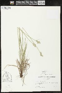 Carex longii image