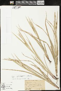 Carex louisianica image