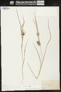 Carex louisianica image