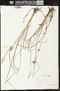 Carex louisianica image