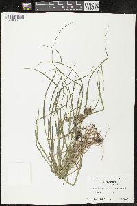 Carex louisianica image