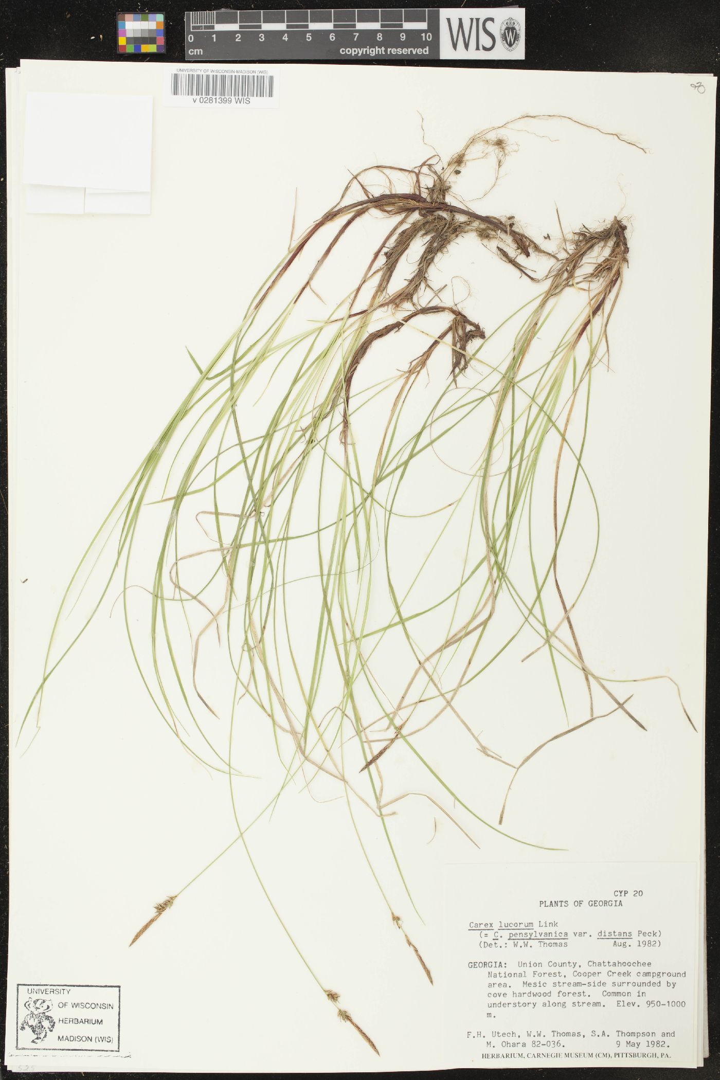 Carex lucorum image