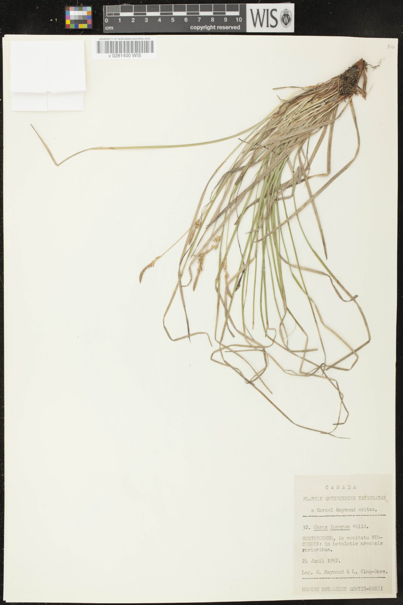 Carex lucorum image
