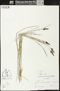 Carex lugens image