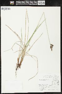 Carex lugens image