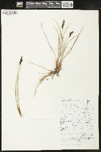 Carex lugens image