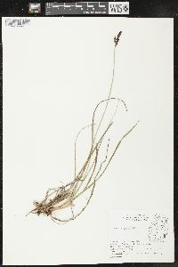 Carex lugens image