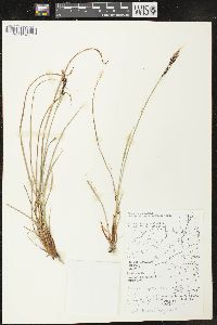 Carex lugens image