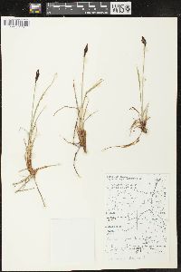 Carex lugens image