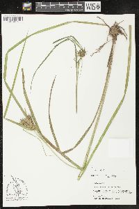 Carex louisianica image