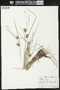 Carex louisianica image