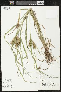 Carex louisianica image