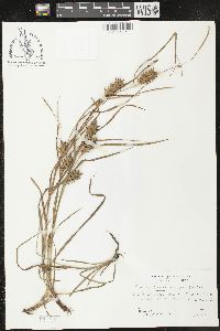 Carex louisianica image