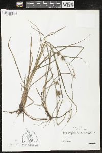 Carex louisianica image